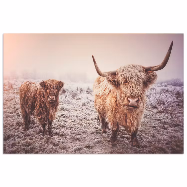 Schotse hooglanders - Licht - Lucht - Natuur poster papier klein -3d