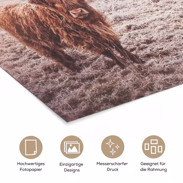 Schotse hooglanders - Licht - Lucht - Natuur poster papier klein -tcloseup_DE