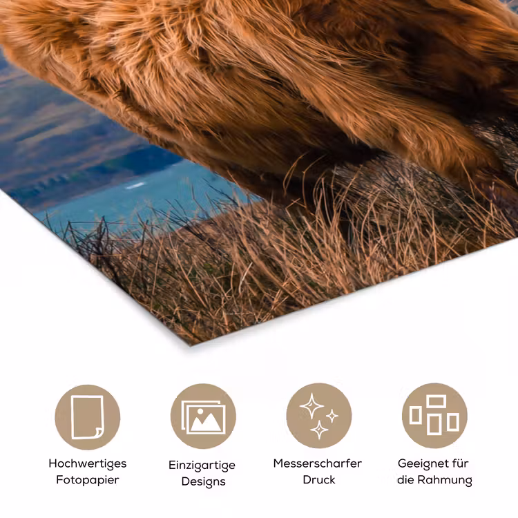 Schotse Hooglander - Berg - Water - Natuur - Koe poster papier klein -tcloseup_DE