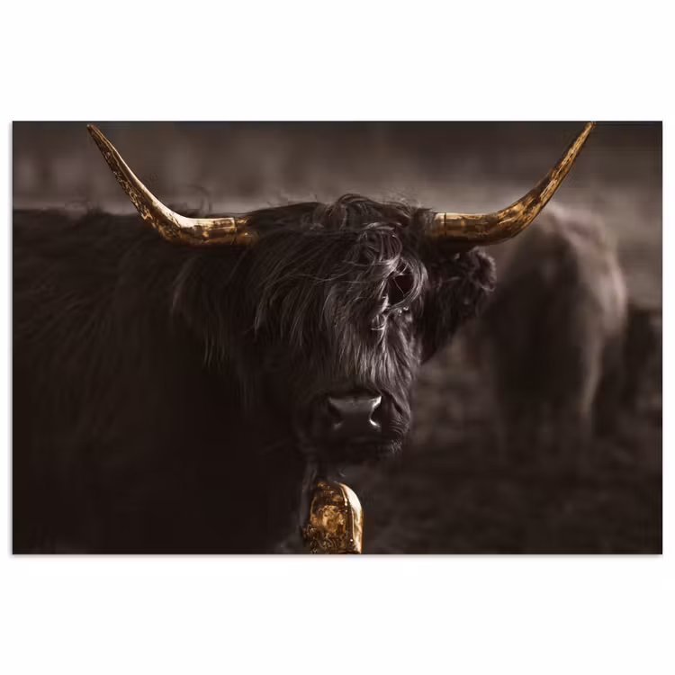 Schotse hooglander - Goud - Koebel - Hoorns - Dieren poster papier klein -3d