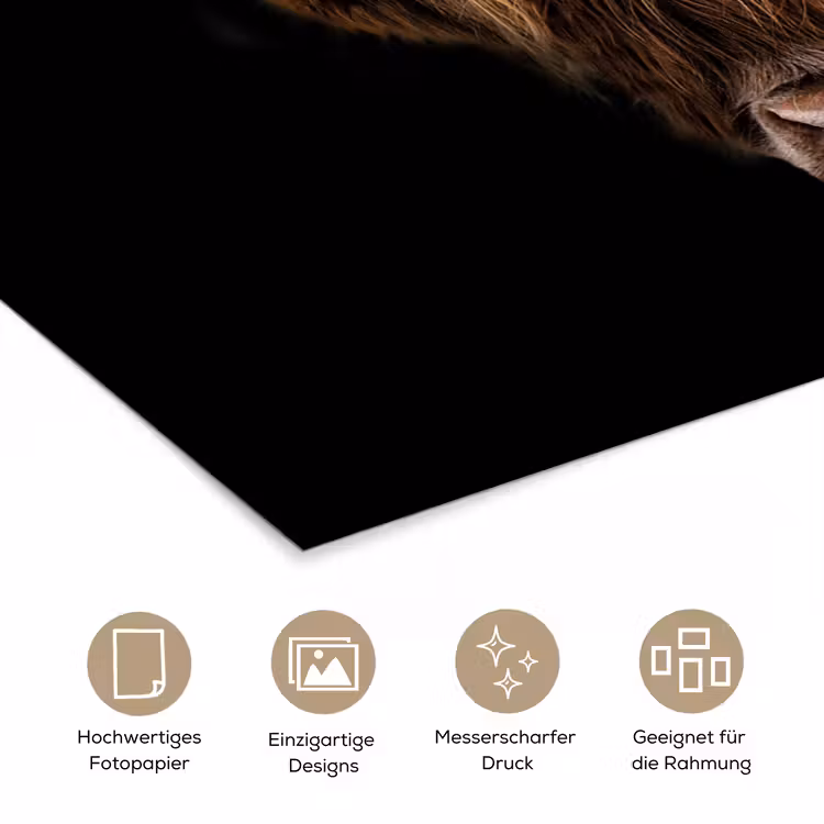 Schotse Hooglander - Horens - Zwart - Dieren - Natuur - Wild - Koe poster papier klein -tcloseup_DE