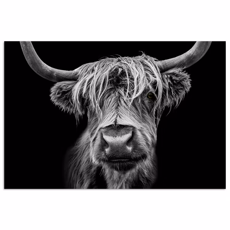 Schotse Hooglander - Horens - Zwart - Wit - Koe - Wild - Dieren poster papier klein -3d