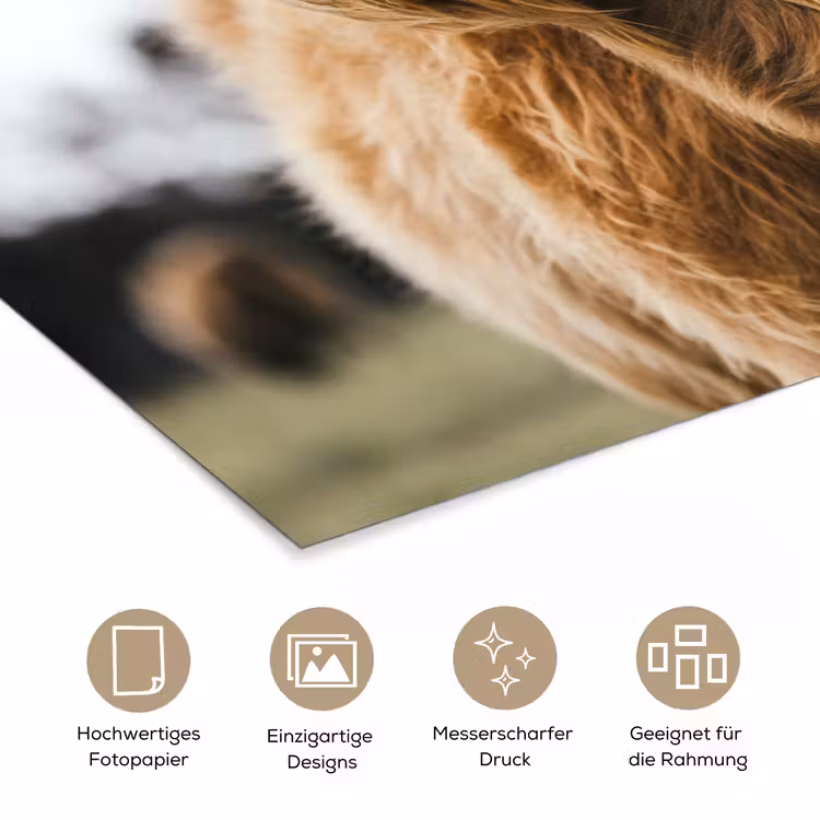 Schotse Hooglander - Koe - Gras - Dieren - Natuur poster papier klein -tcloseup_DE