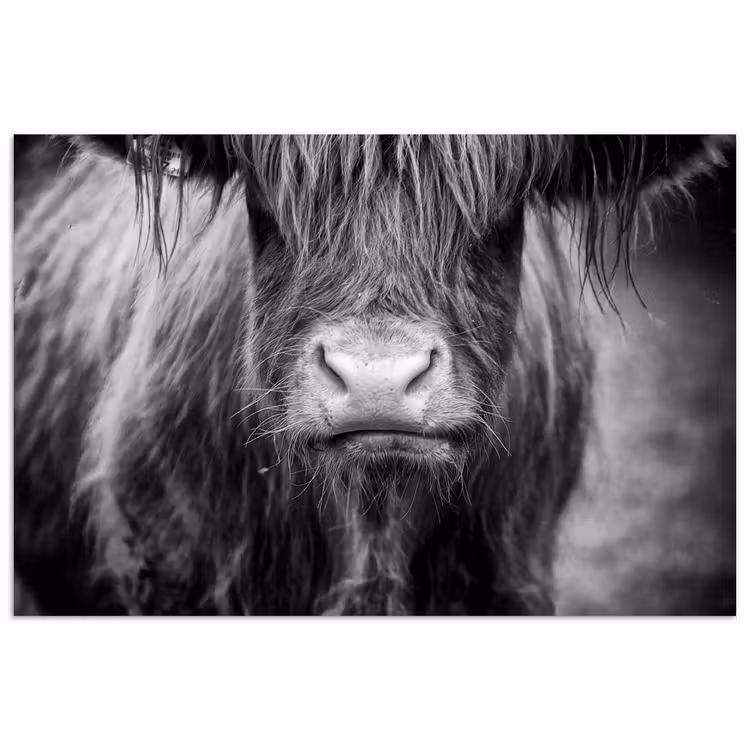Schotse hooglander - Koe - Zwart - Wit - Dieren poster papier klein -3d