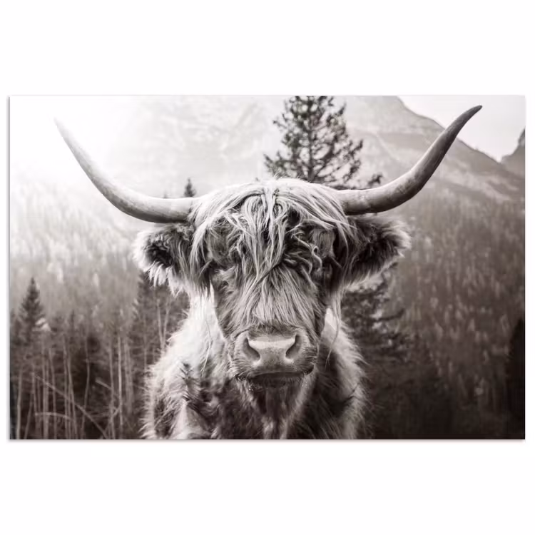 Schotse hooglander - Koe - Dieren - Zwart - Wit poster papier klein -3d