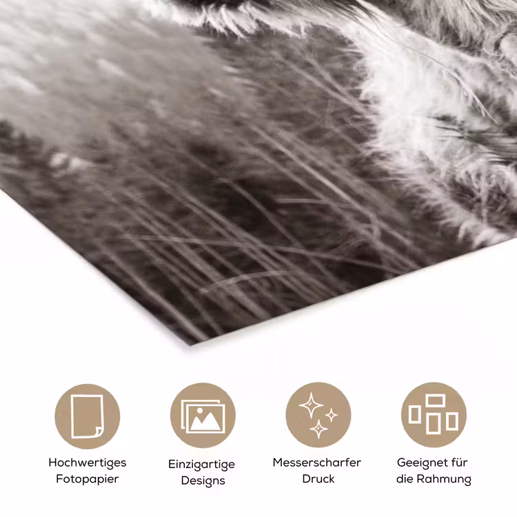 Schotse hooglander - Koe - Dieren - Zwart - Wit poster papier klein -tcloseup_DE