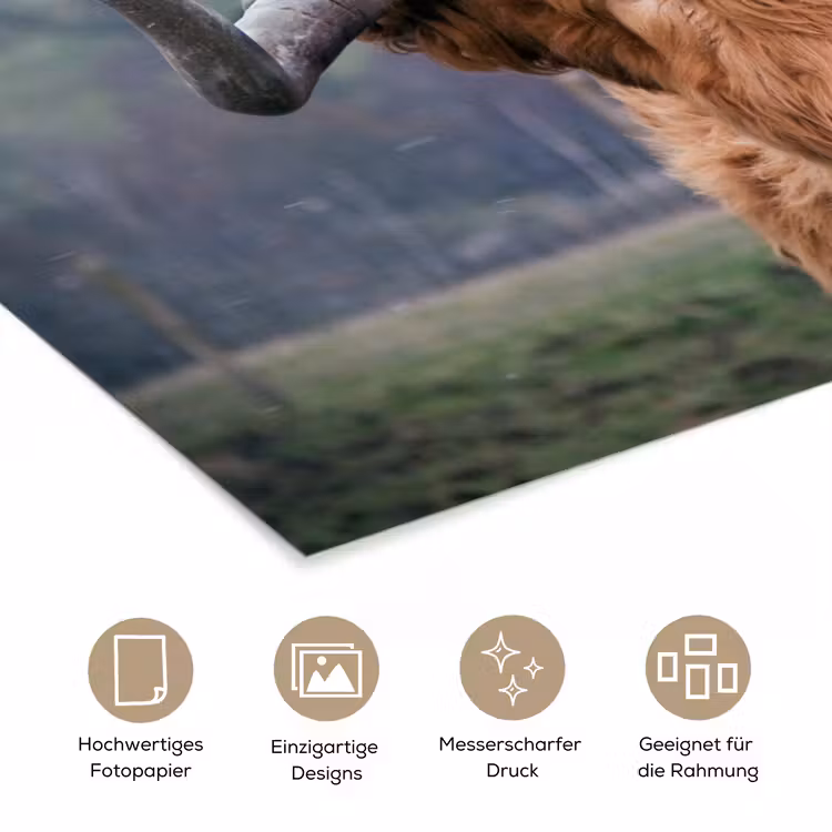 Schotse Hooglander - Koeienkop - Landschap - Natuur - Koe poster papier klein -tcloseup_DE
