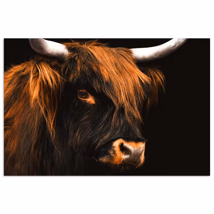 Schotse hooglander - Zwart - Koe - Hoorn - Dieren poster papier klein -3d