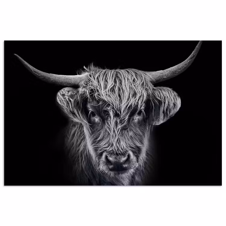 Schotse hooglander - Zwart - Koe - Dieren poster papier klein -3d