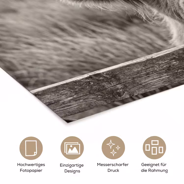 Schotse hooglander - Zwart - Wit - Hout poster papier klein -tcloseup_DE