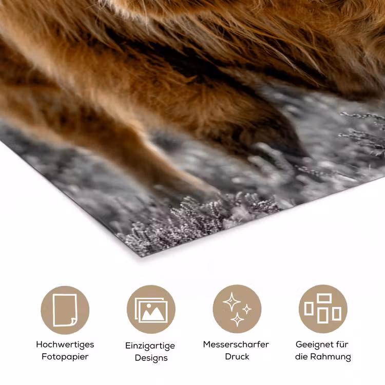 Schotse Hooglander - Dieren - Bruin - Koe - Zwart - Wit - Natuur poster papier klein -tcloseup_DE