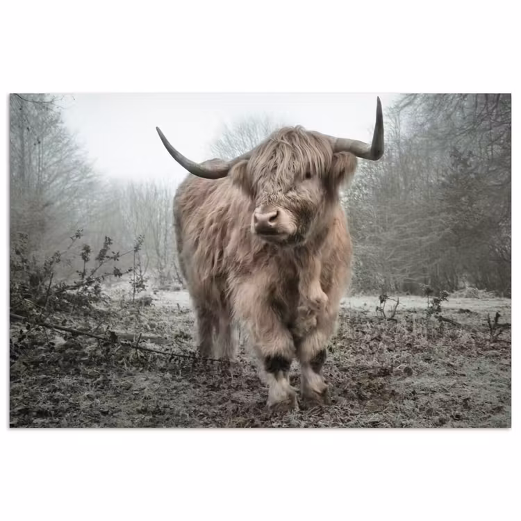 Schotse Hooglander - Bos - Mist - Koe - Dieren - Natuur poster papier klein -3d
