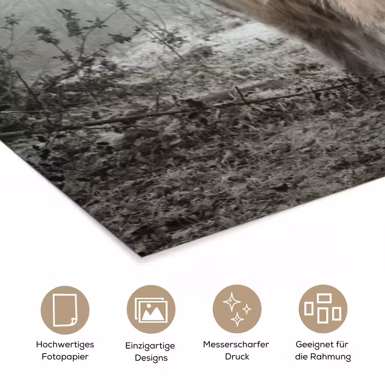 Schotse Hooglander - Bos - Mist - Koe - Dieren - Natuur poster papier klein -tcloseup_DE