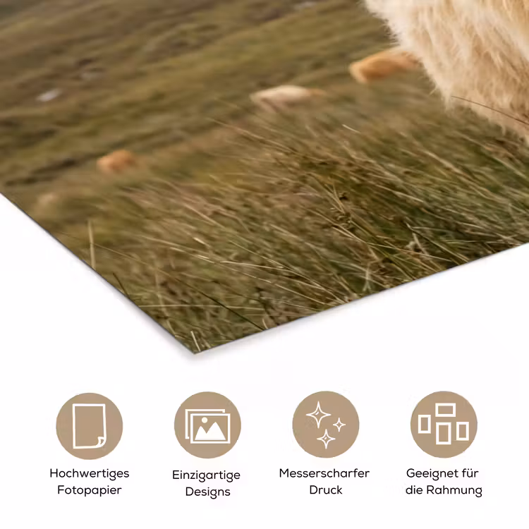 Schotse hooglander - Bergen - Grasveld poster papier klein -tcloseup_DE