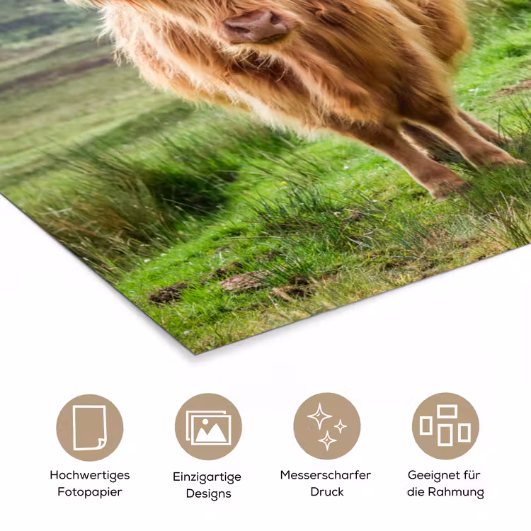Schotse hooglander - Koe - Natuur - Berg - Gras poster papier klein -tcloseup_DE
