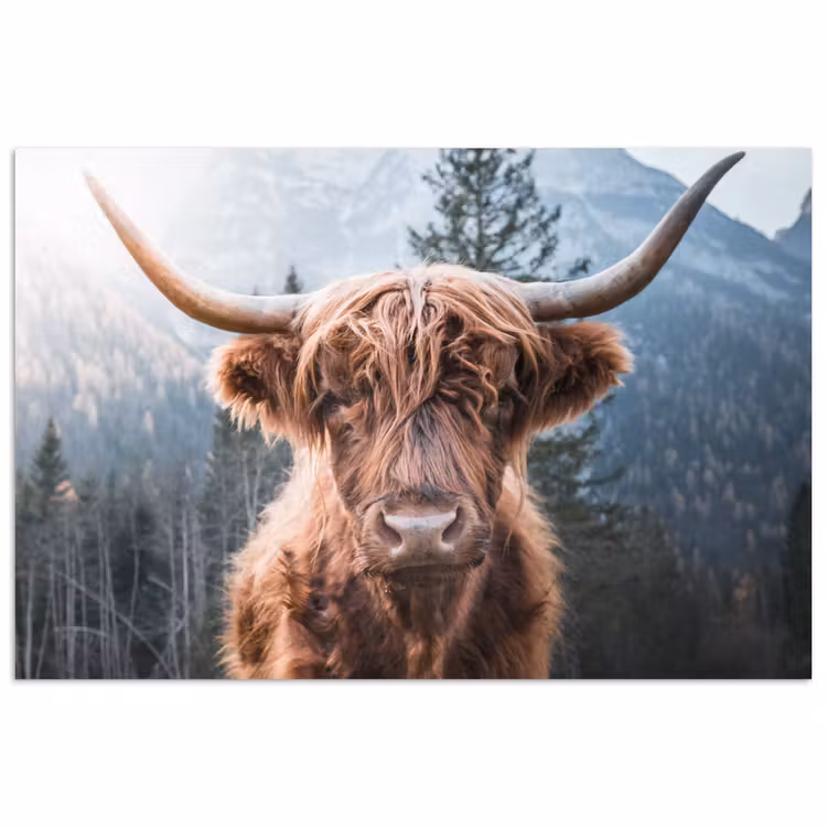 Schotse hooglander - Koe - Dieren - Berg - Natuur poster papier klein -3d