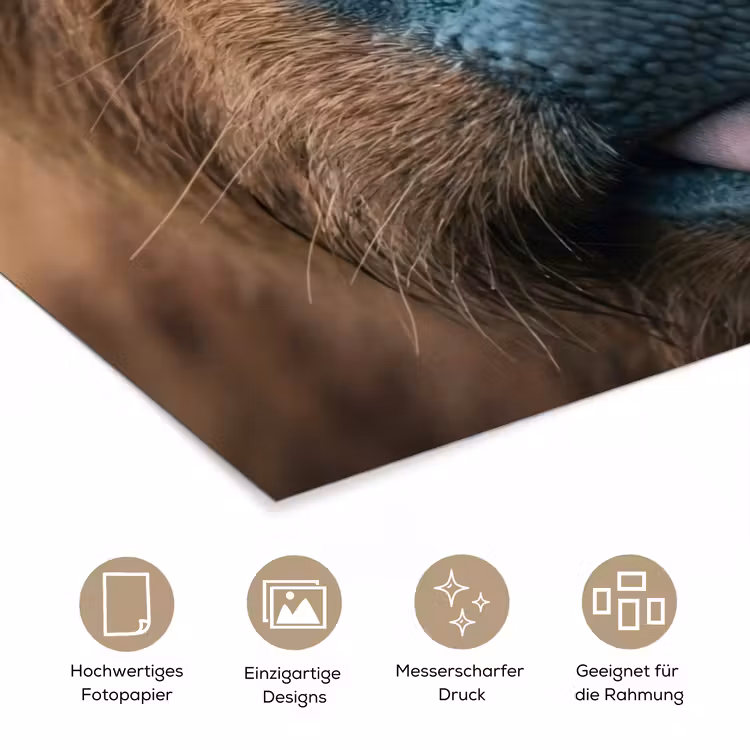 Schotse hooglander - Neus - Bruin poster papier klein -tcloseup_DE