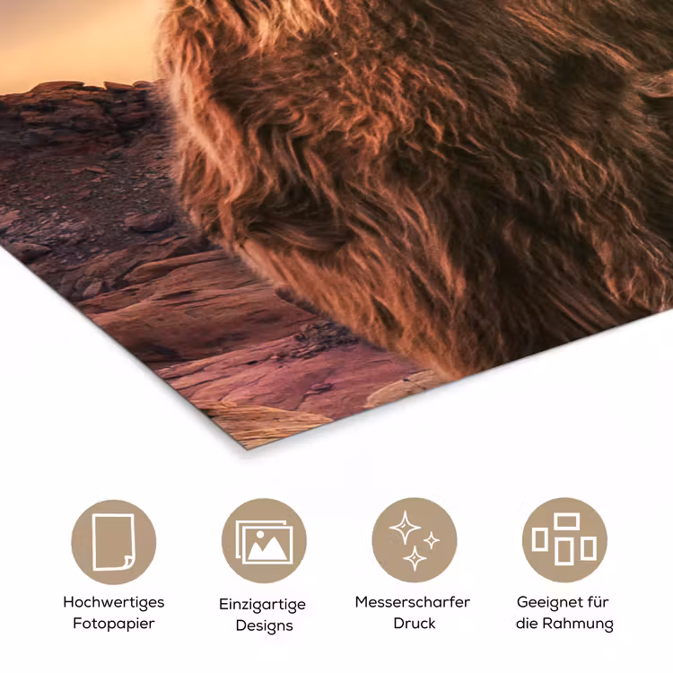 Schotse hooglander - Zon - Horizon - Koe - Dieren poster papier klein -tcloseup_DE