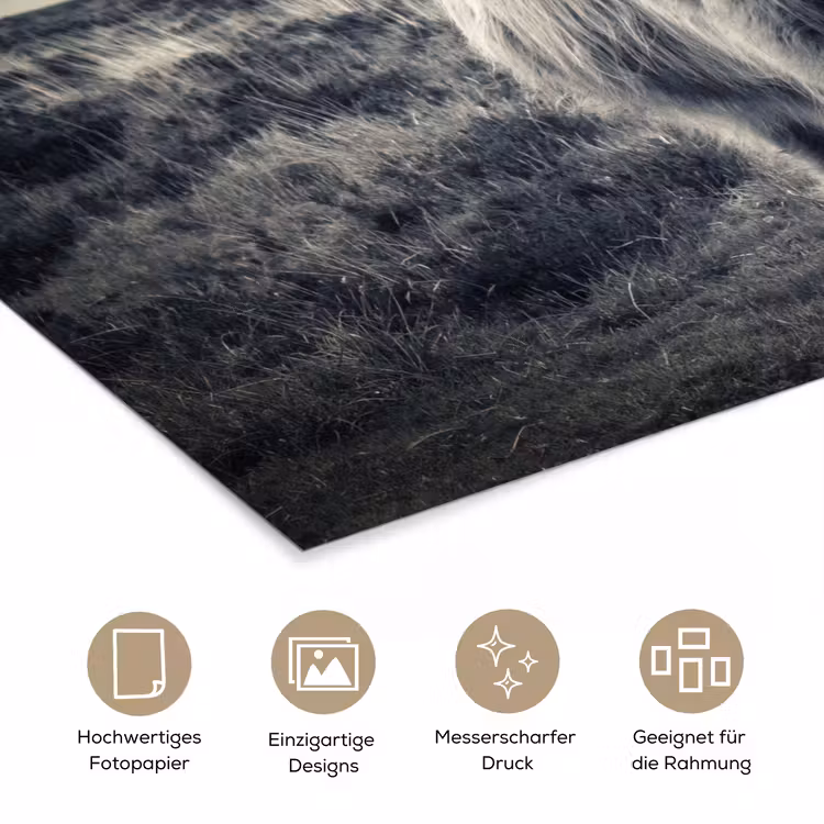 Schotse hooglander - Dieren - Wolken - Koe - Natuur poster papier klein -tcloseup_DE