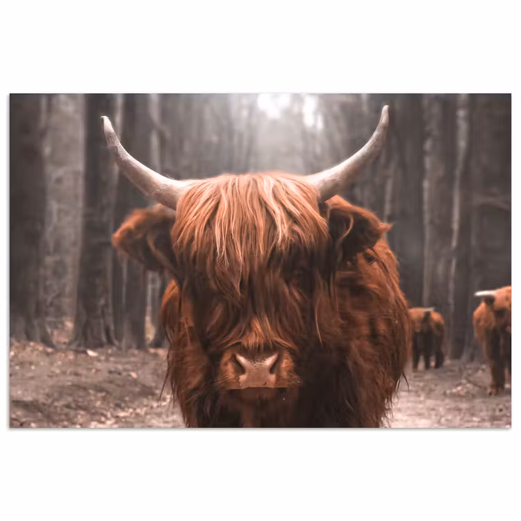 Schotse hooglander - Bos - Koe - Dieren - Natuur poster papier klein -3d