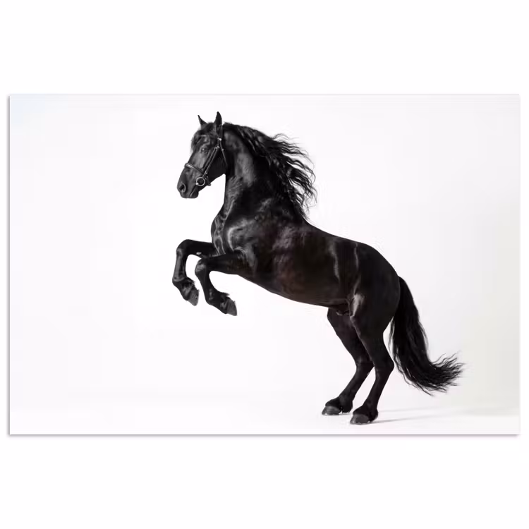 Zwart - Paard - Portret poster papier klein -3d