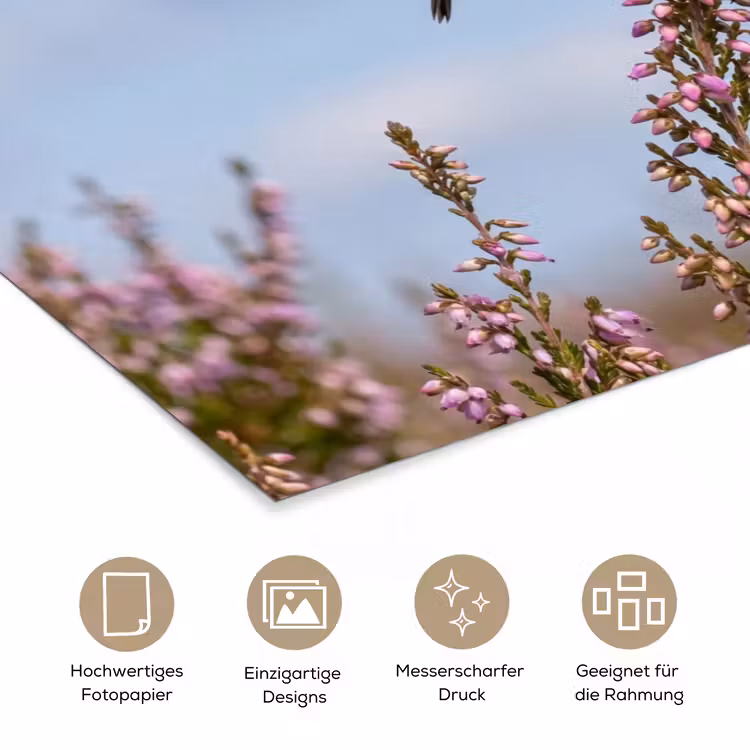 Roodborsttapuit - Heide - Paars - Natuur - Sfeervol poster papier klein -tcloseup_DE