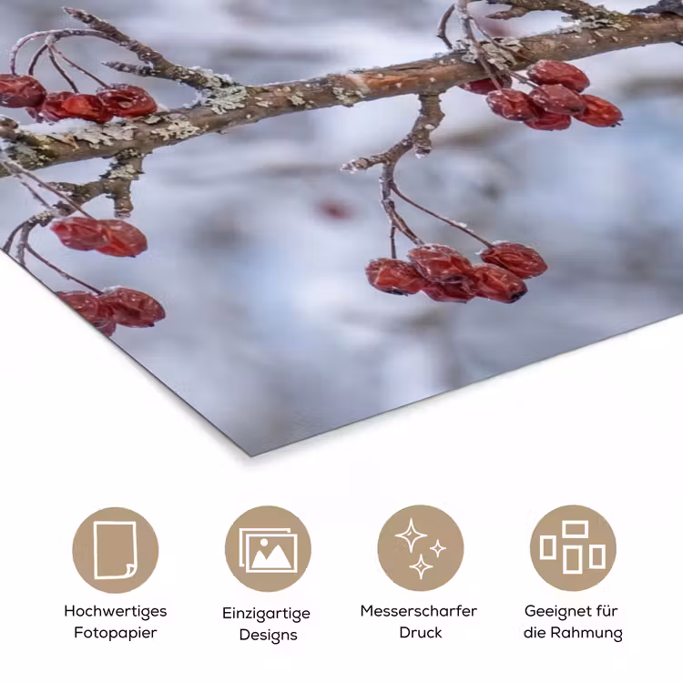 Pestvogel - Bessen - Winter - Natuur poster papier klein -tcloseup_DE