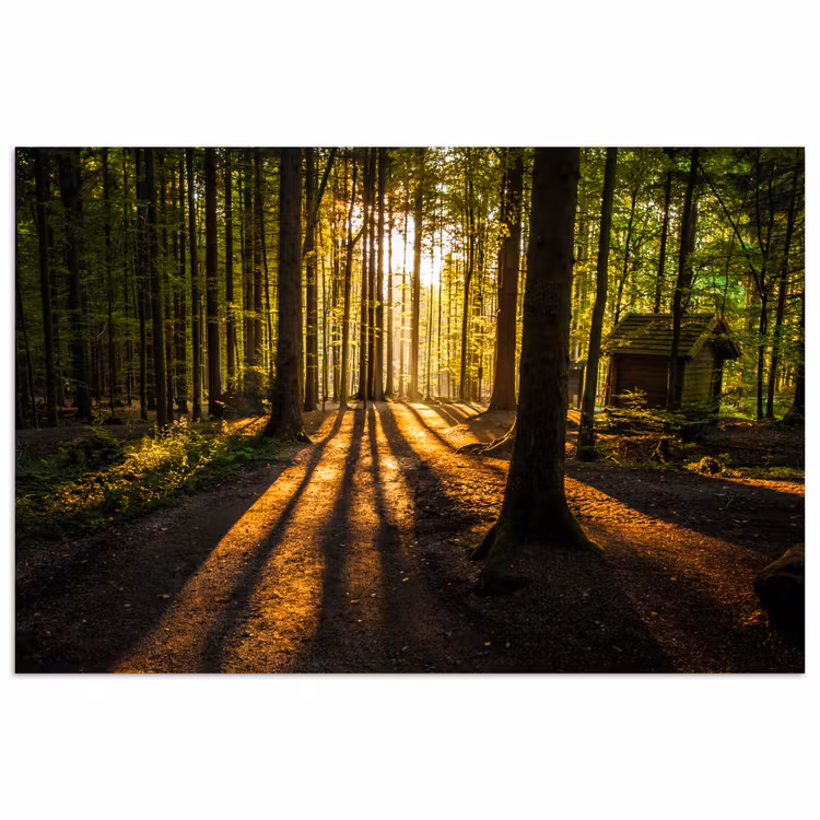 Zon - Bomen - Bos - Landschap - Natuur poster papier klein -3d