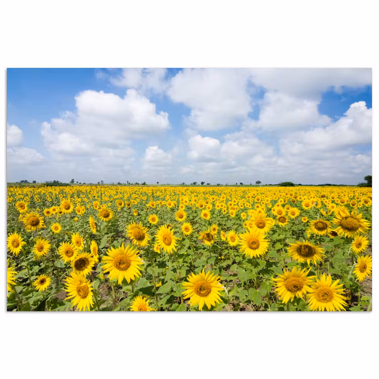 Zonnebloemen - Bloemen - Wolken - Natuur - Geel - Landschap poster papier klein -3d