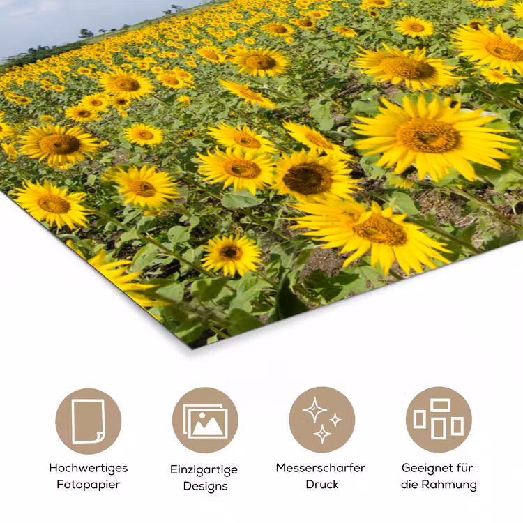 Zonnebloemen - Bloemen - Wolken - Natuur - Geel - Landschap poster papier klein -tcloseup_DE