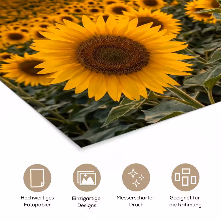 Zonnebloemen - Heuvellandschap - Geel poster papier klein -tcloseup_DE