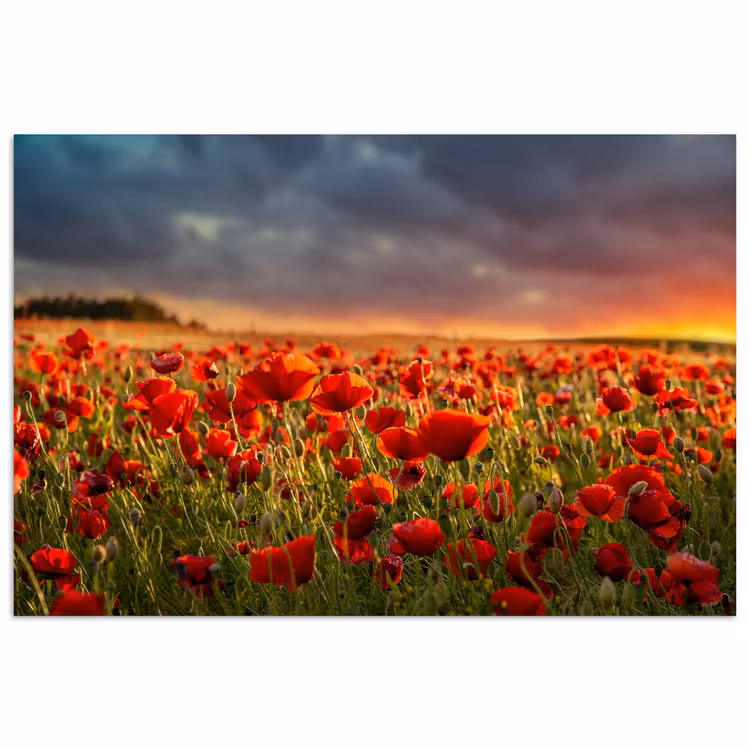 Zonsondergang - Klaprozen - Rood - Bloemen - Veld - Natuur poster papier klein -3d