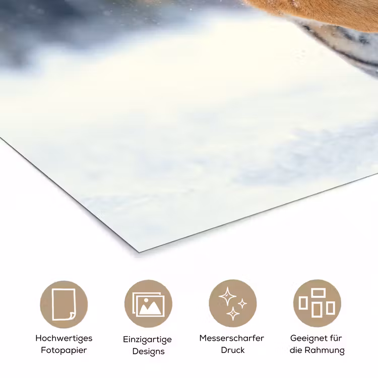 Tijger - Landschap - Sneeuw - Winter - Dieren poster papier klein -tcloseup_DE
