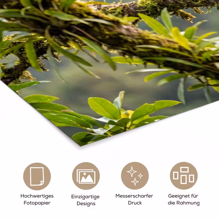 Toekan - Jungle - Natuur - Kleurrijk poster papier klein -tcloseup_DE