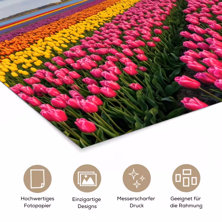 Tulpen - Holland - Molen - Kleurrijk poster papier klein -tcloseup_DE