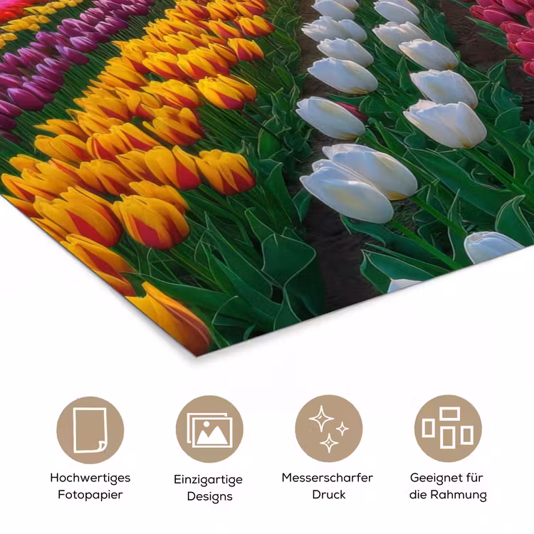 Tulpenveld - Zonsondergang - Kleurrijk poster papier klein -tcloseup_DE