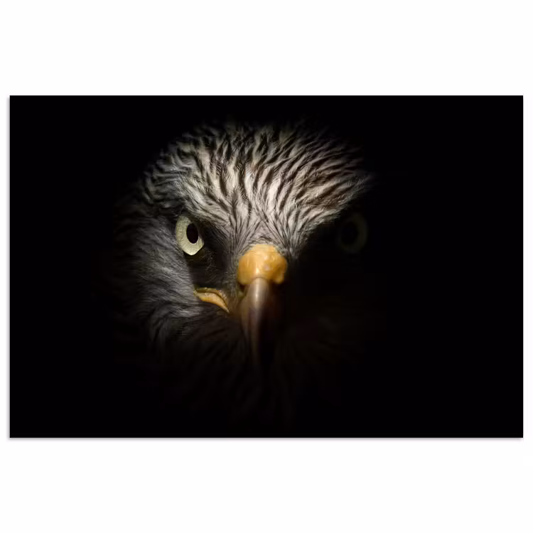 Vogel - Adelaar - Roofvogels - Oog - Snavel - Licht poster papier klein -3d