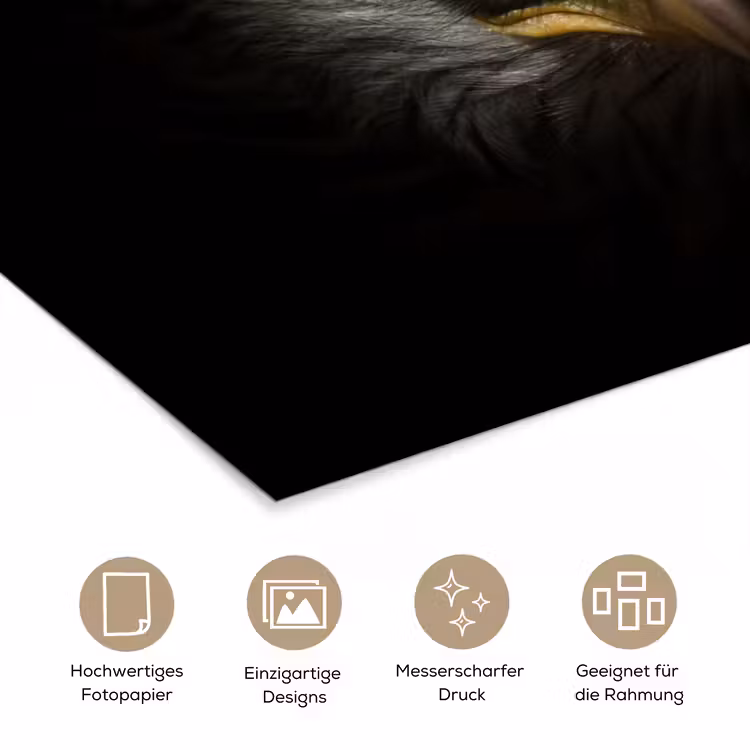 Vogel - Adelaar - Roofvogels - Oog - Snavel - Licht poster papier klein -tcloseup_DE