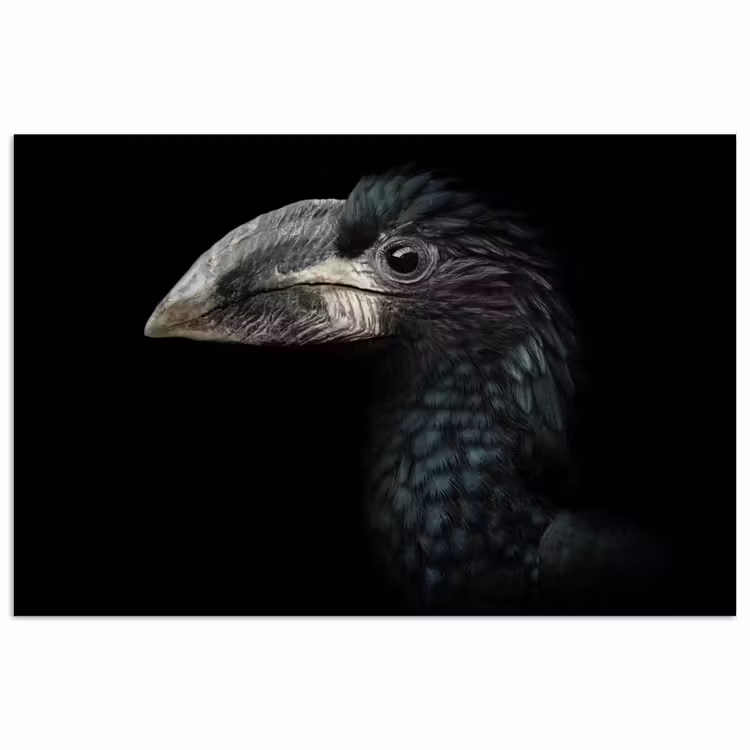 Vogel - Portret - Neushoornvogel - Zwart - Dieren poster papier klein -3d