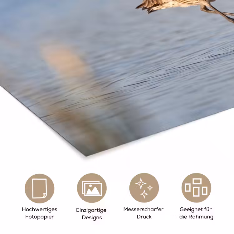Vogel - Steltloper - Water - Natuur poster papier klein -tcloseup_DE