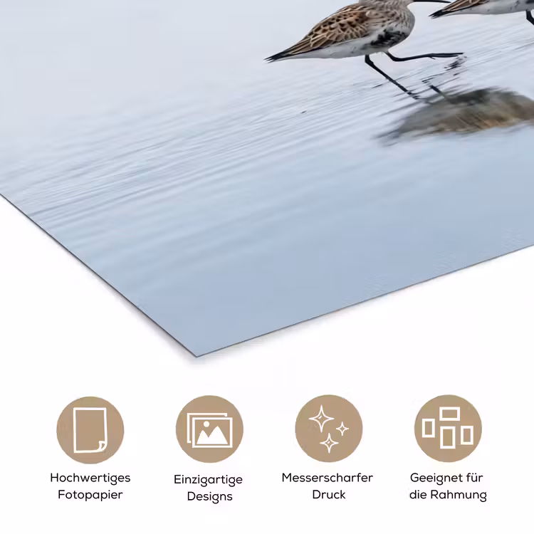 Vogels - Water - Grijs poster papier klein -tcloseup_DE