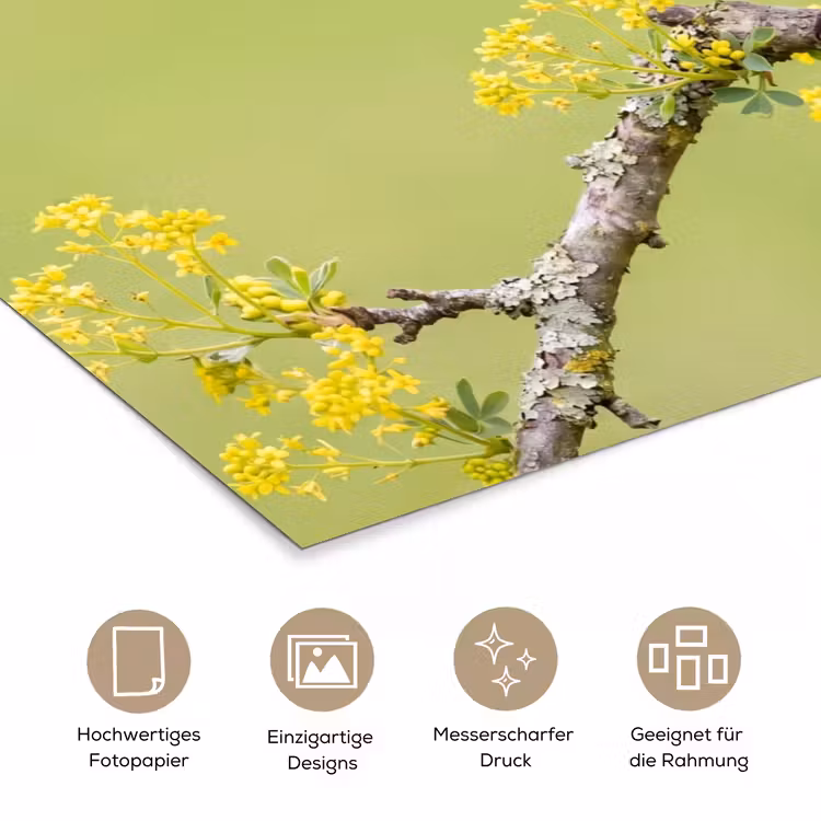 Vogel - Tak - Natuur - Kleurrijk poster papier klein -tcloseup_DE
