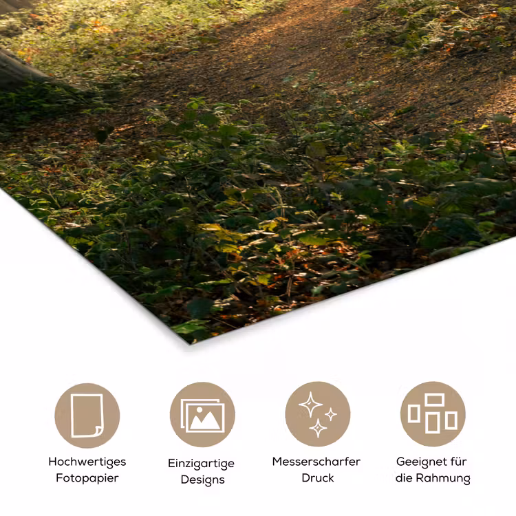 Bos - Bomen - Pad - Zon - Planten - Bladeren - Natuur poster papier klein -tcloseup_DE