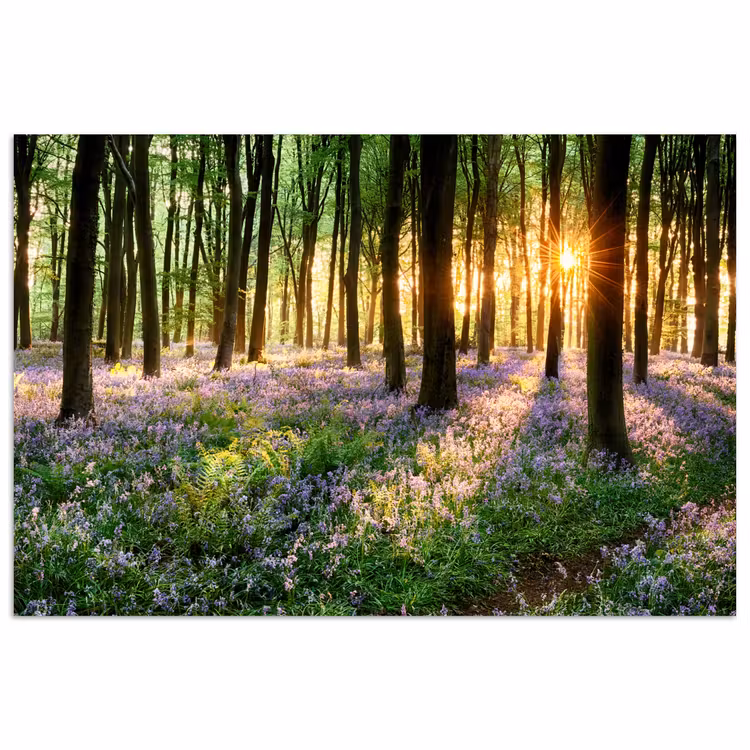 Bos - Bloemen - Lavendel - Zon - Paars - Natuur poster papier klein -3d