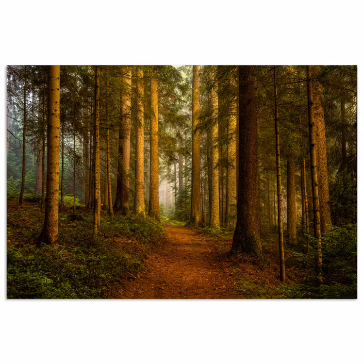 Bos - Natuur - Bomen - Landschap - Bladeren poster papier klein -3d