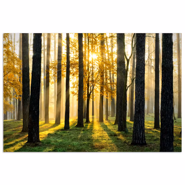 Bos - Zon - Bomen - Gras - Landschap - Natuur poster papier klein -3d