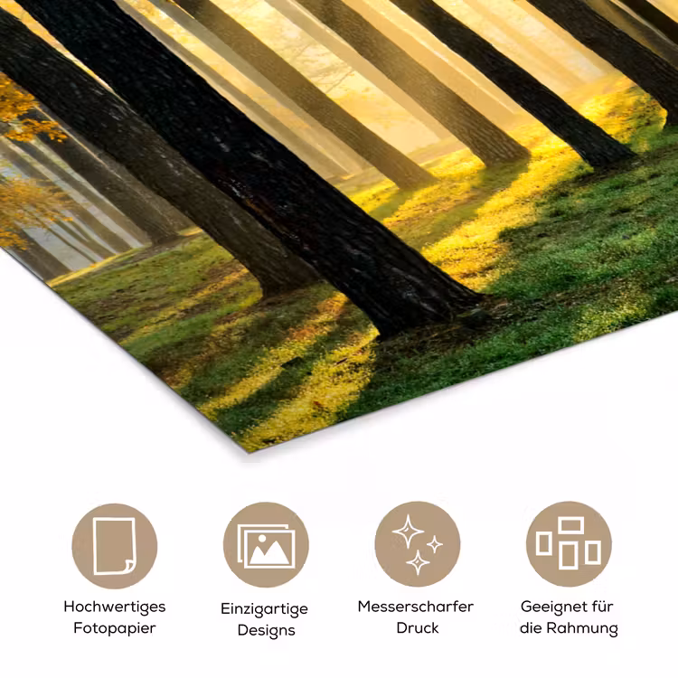 Bos - Zon - Bomen - Gras - Landschap - Natuur poster papier klein -tcloseup_DE