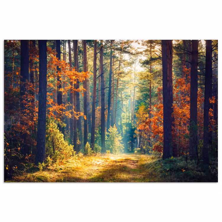 Bos - Zon - Natuur - Herfst poster papier klein -3d