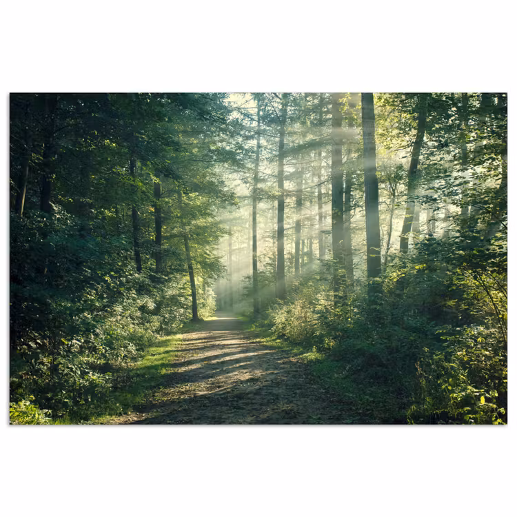 Bos - Pad - Zon - Bomen - Groen - Natuur poster papier klein -3d