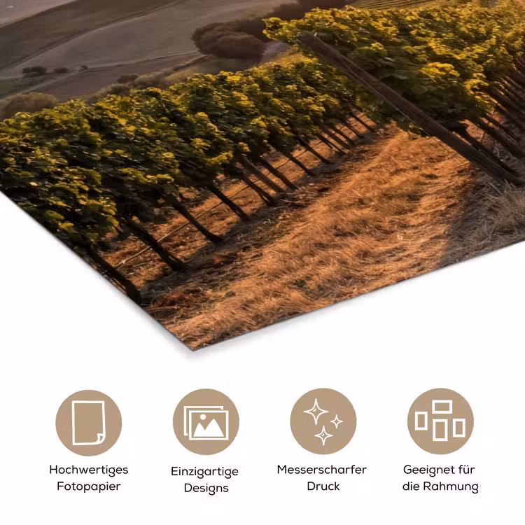 Wijngaard - Zonsondergang - Landschap poster papier klein -tcloseup_DE